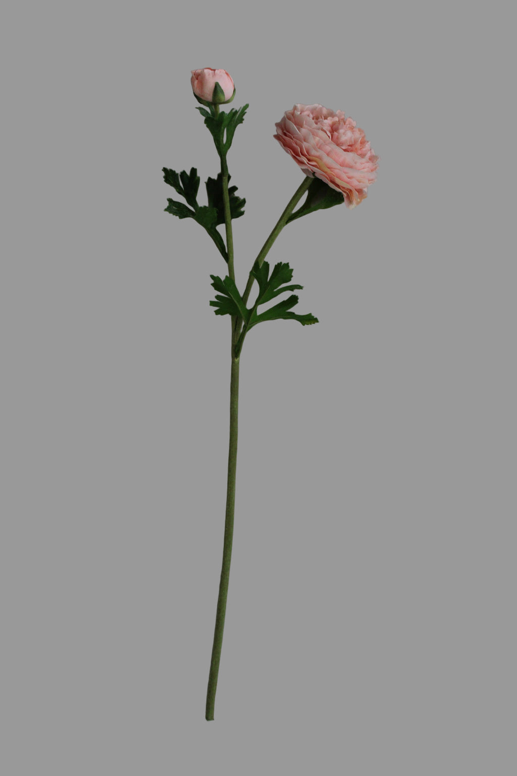 Ranúnculo Buttercup Fresh Touch Rosa/Coral - 61 cm