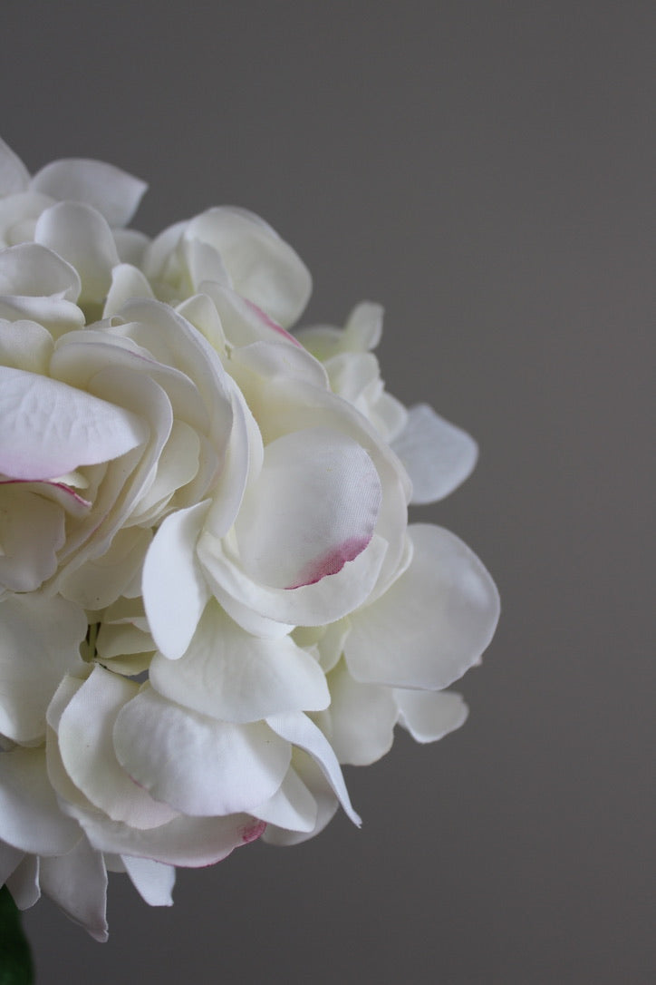 Hortensia Fresh Touch blanco/rosa - 56cm