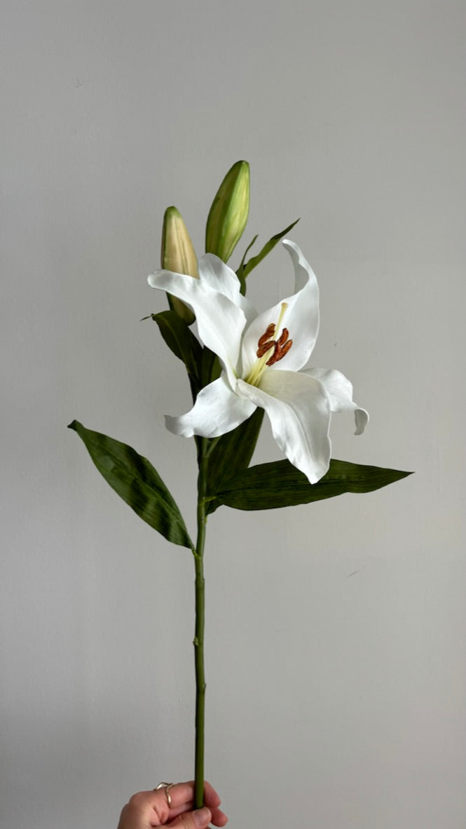 Casa Blanca Premium - 69 cm