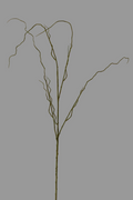 Curly Willow