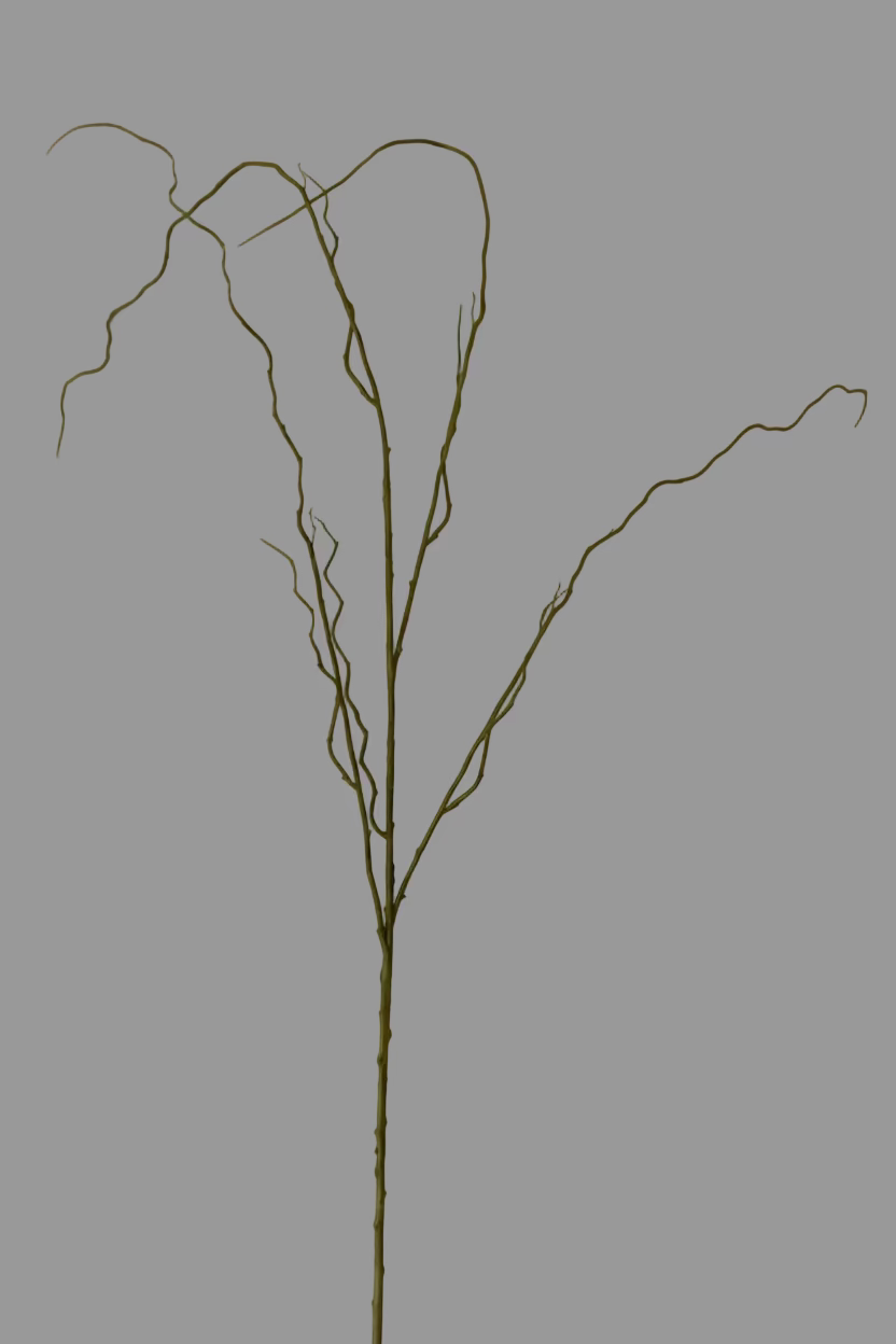 Curly Willow