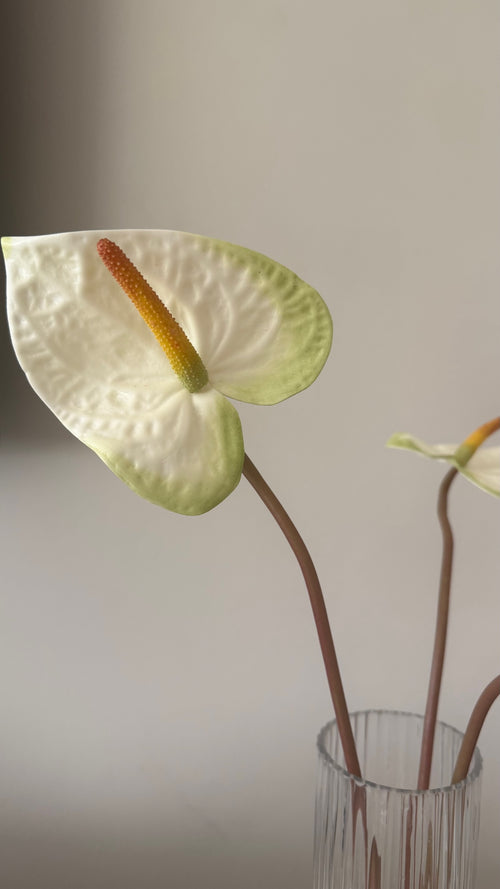 Anturio Blanco - 56 cm