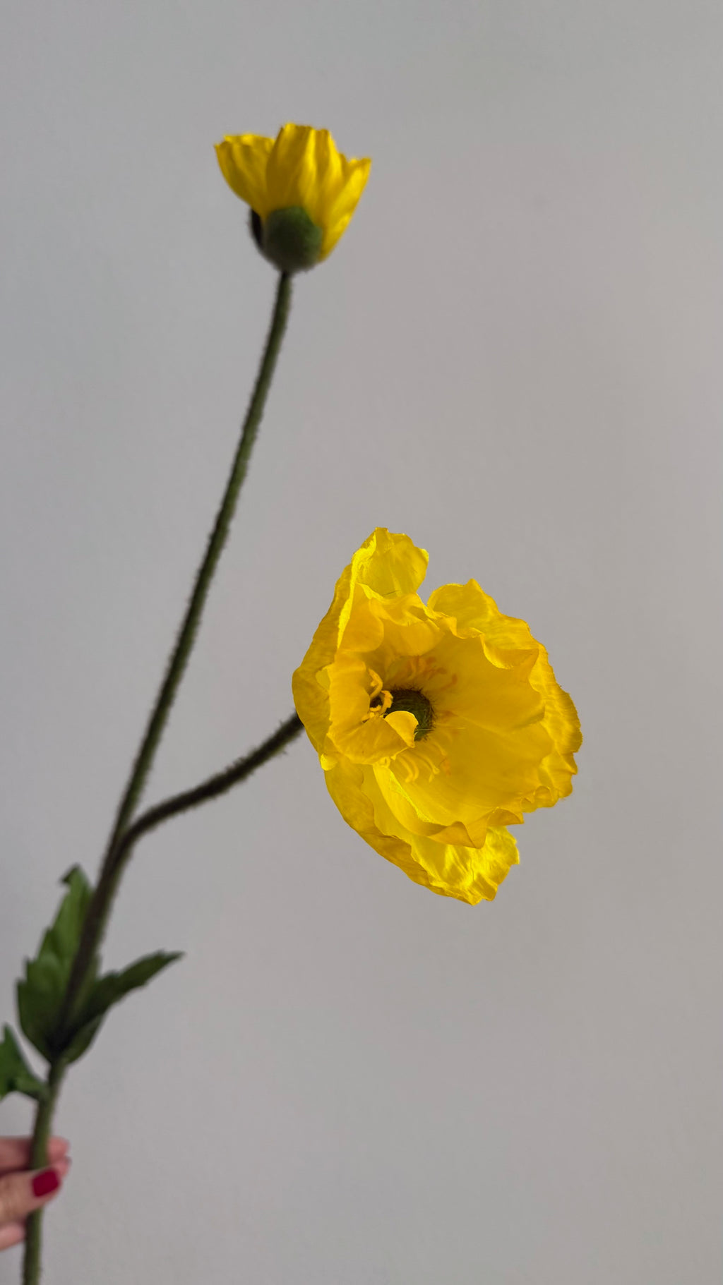 Poppy Amarilla - 74 cm