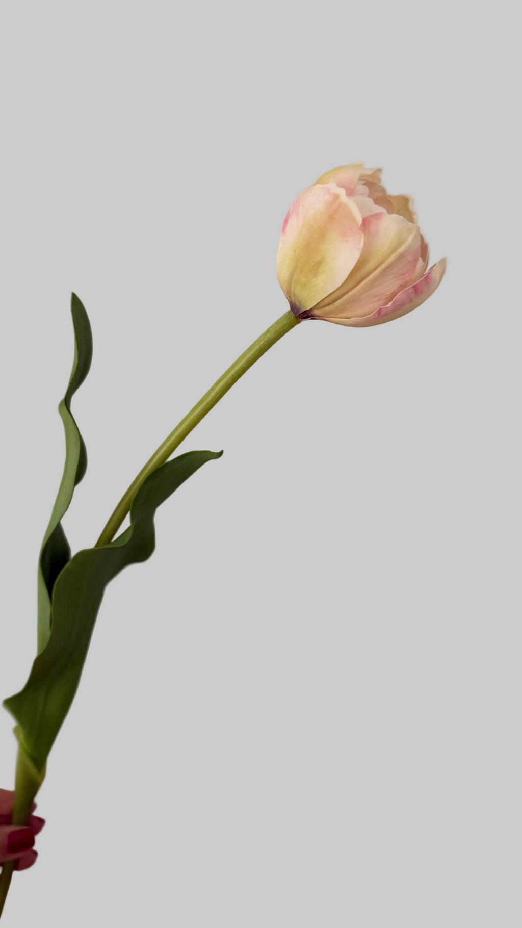 Tulipán Rosa claro full open- 55cm