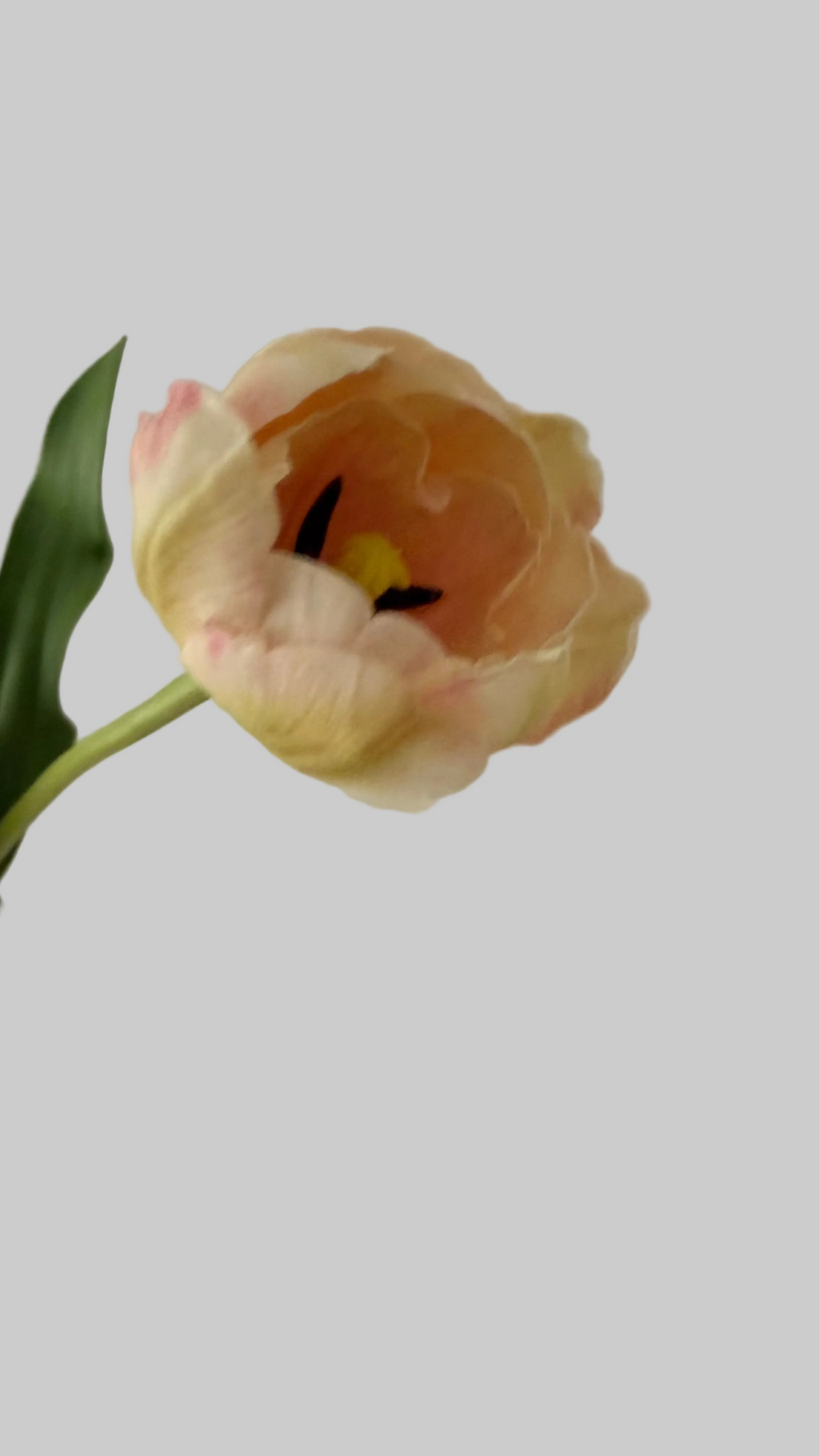 Tulipán Rosa claro full open- 55cm
