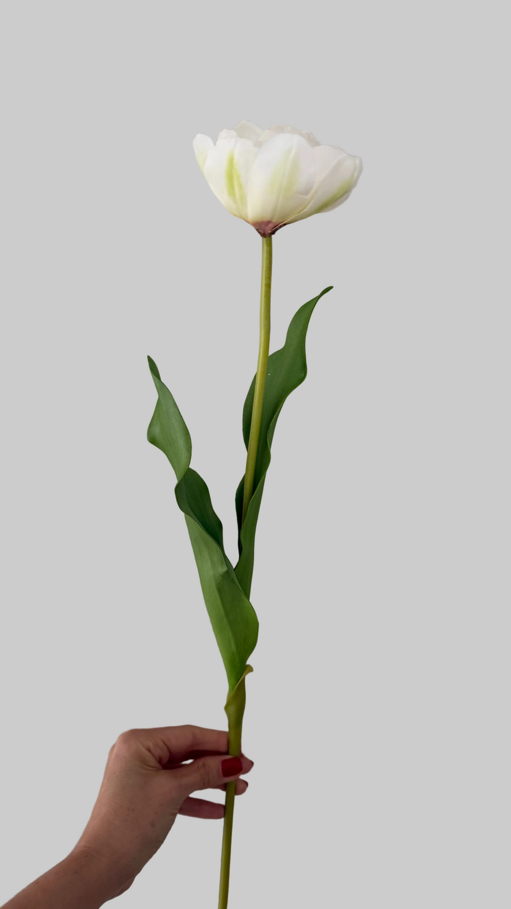 Tulipán Blanco full open -55cm