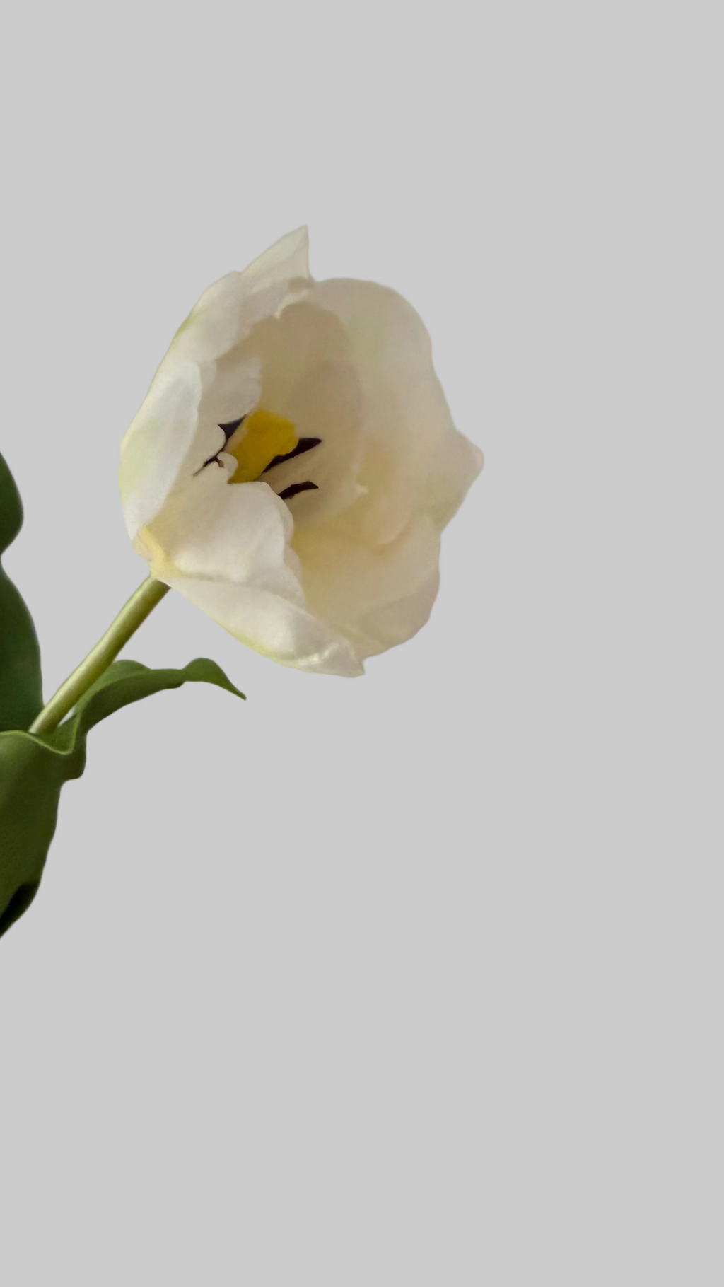 Tulipán Blanco full open -55cm
