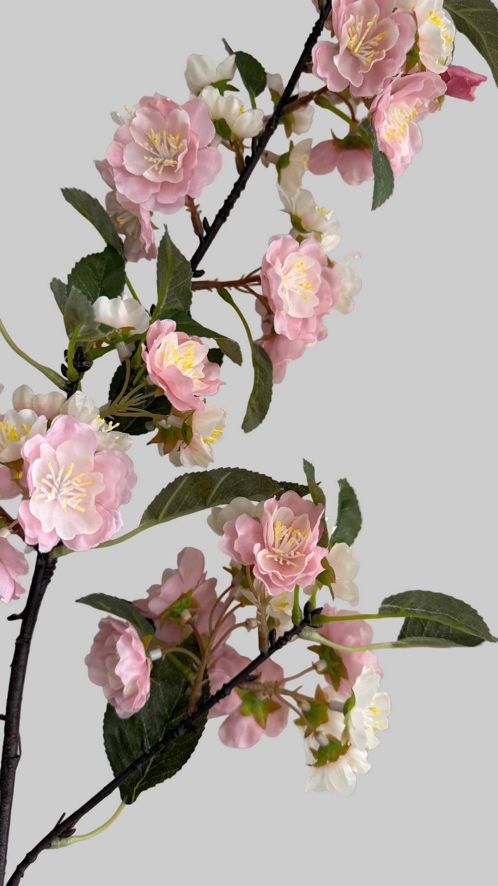 Yoshina Cherry Blossom rosa -105cm
