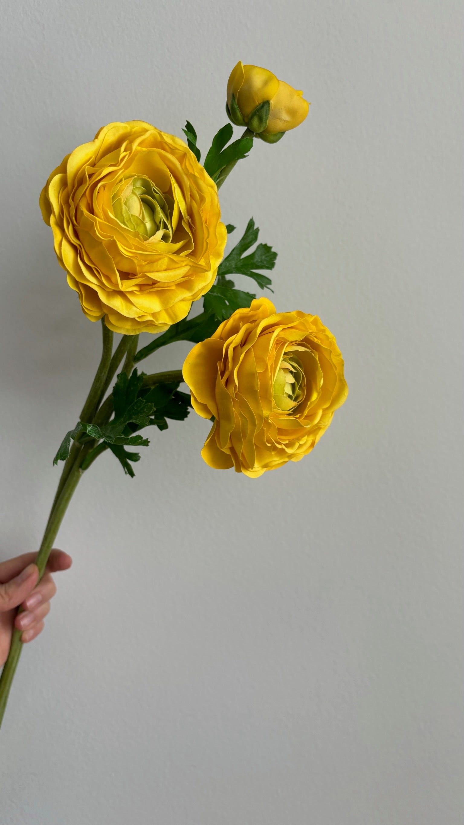 Ranúnculo Asiático Fresh Touch Amarillo - 61 cm