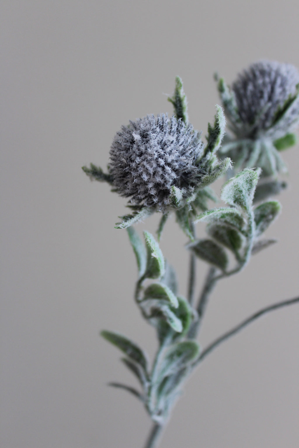 Garden Thistle - 53 cm
