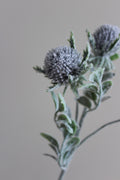 Garden Thistle - 53 cm
