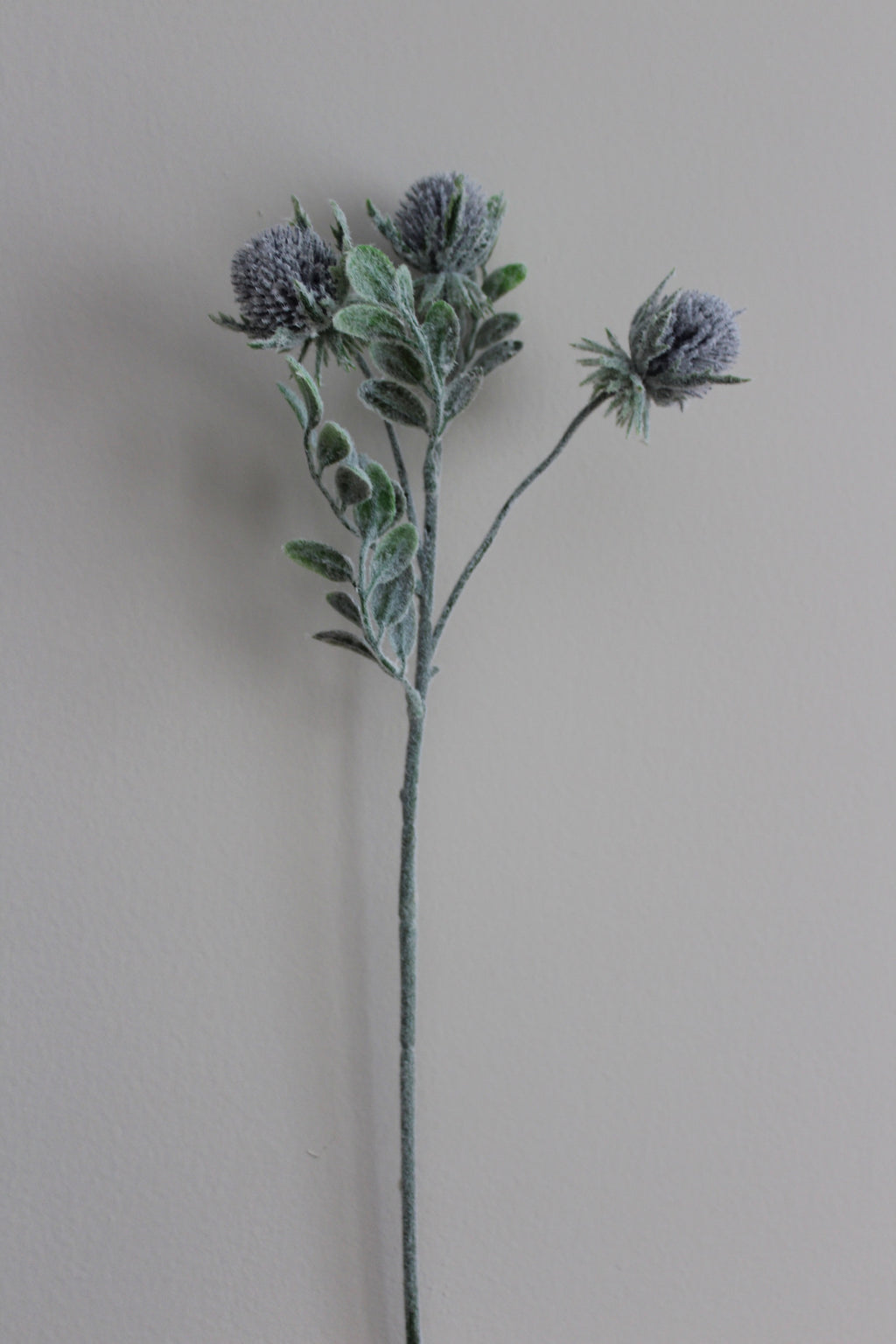 Garden Thistle - 53 cm