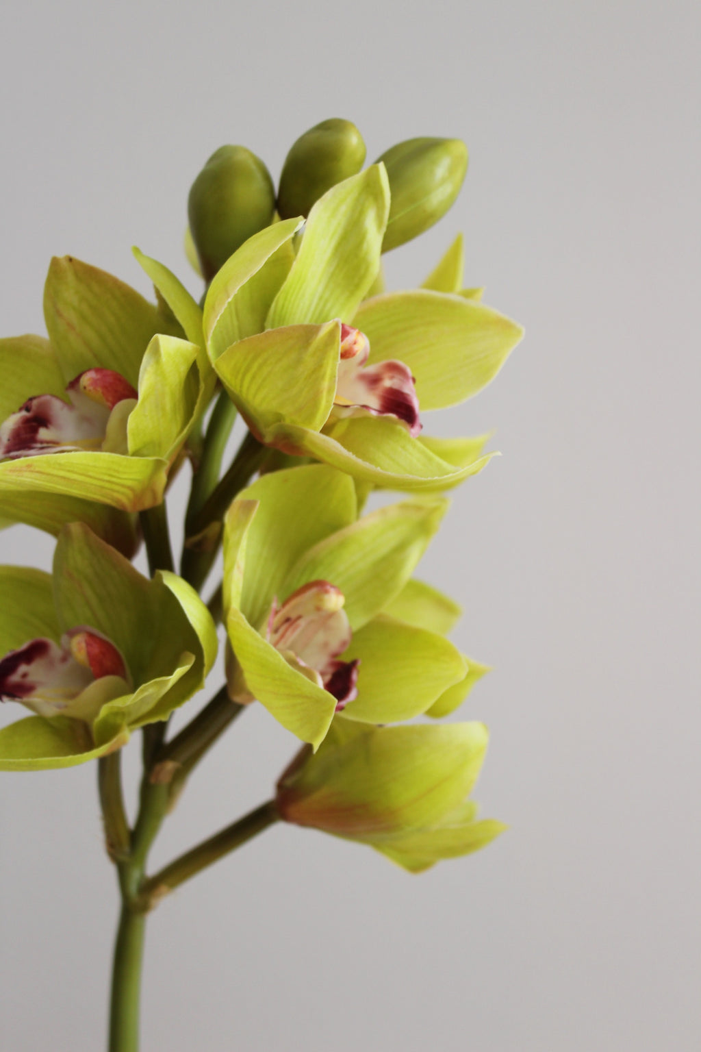 Orquidea Cymbidium Premium Verde - 48 cm