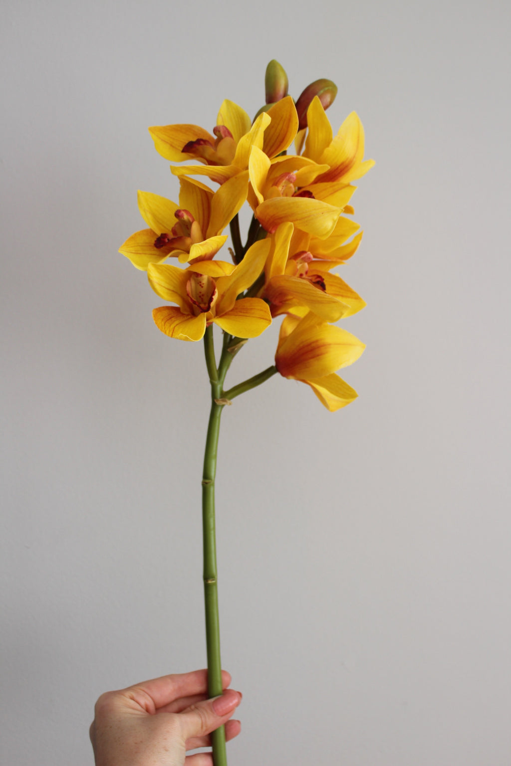 Orquidea Cymbidium Premium Amarilla - 48 cm