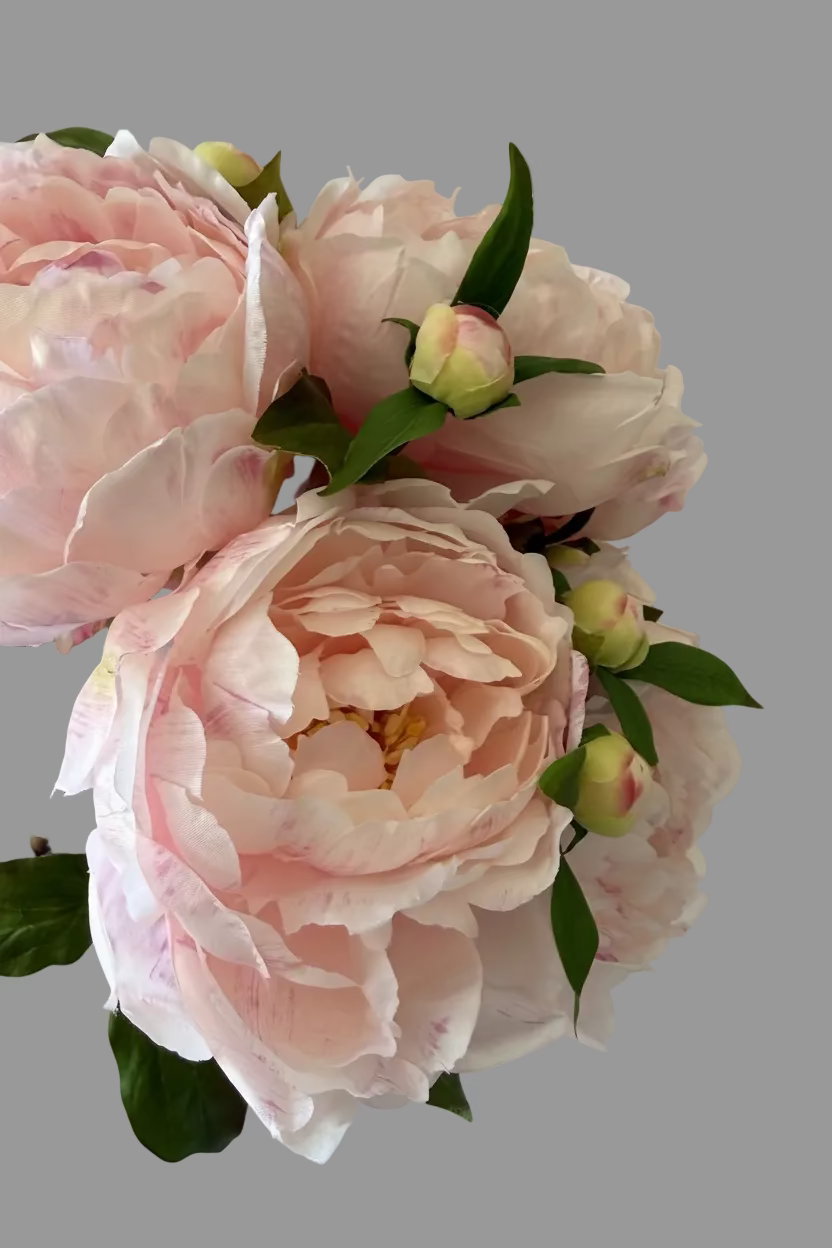 Caja con 6 Peonias Artificiales Premium color rosa claro