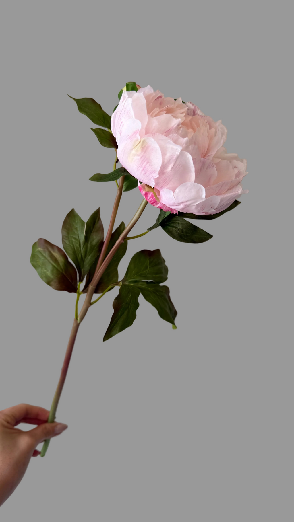 Caja con 6 Peonias Artificiales Premium color rosa claro