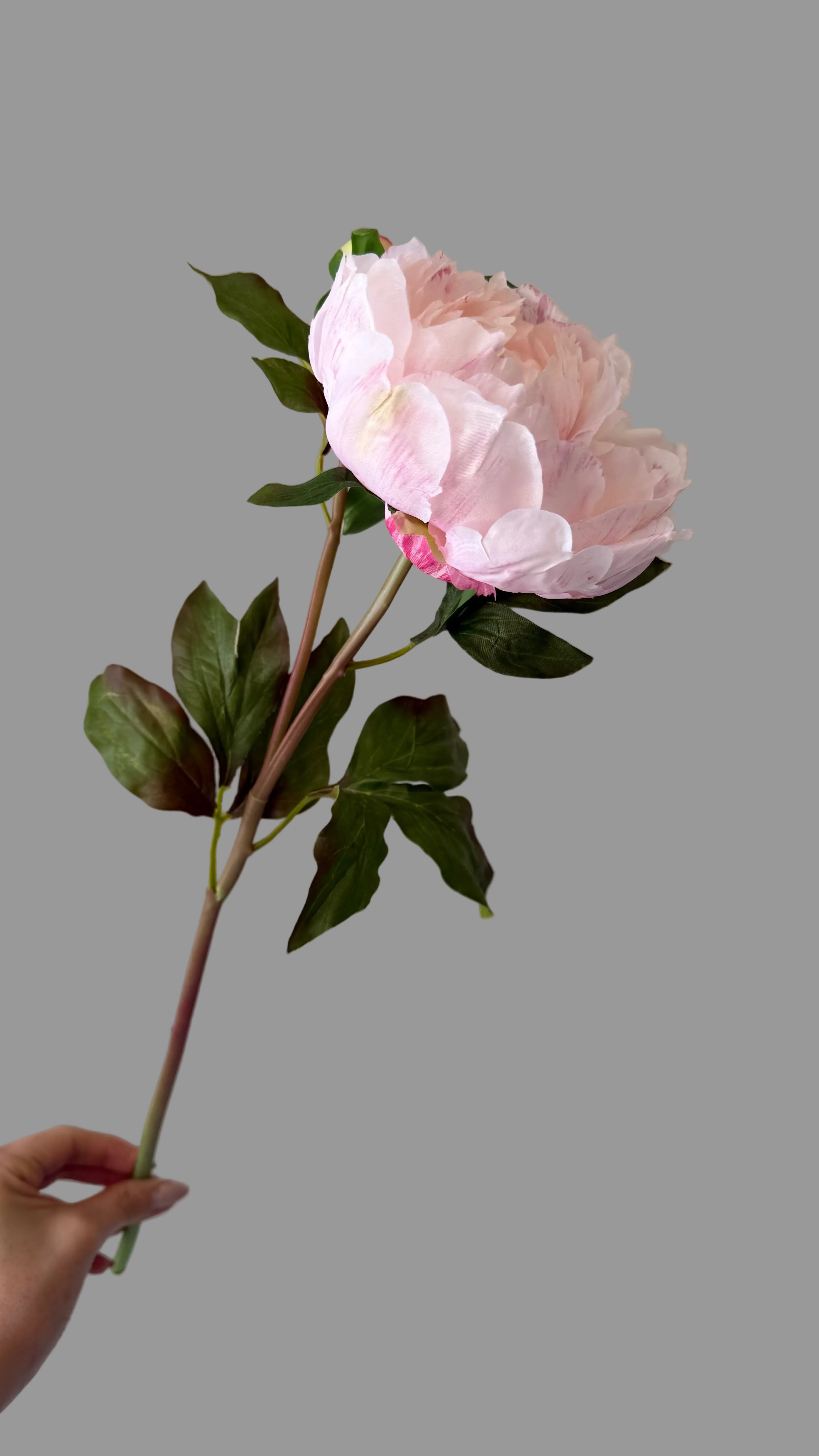 Caja con 6 Peonias Artificiales Premium color rosa claro