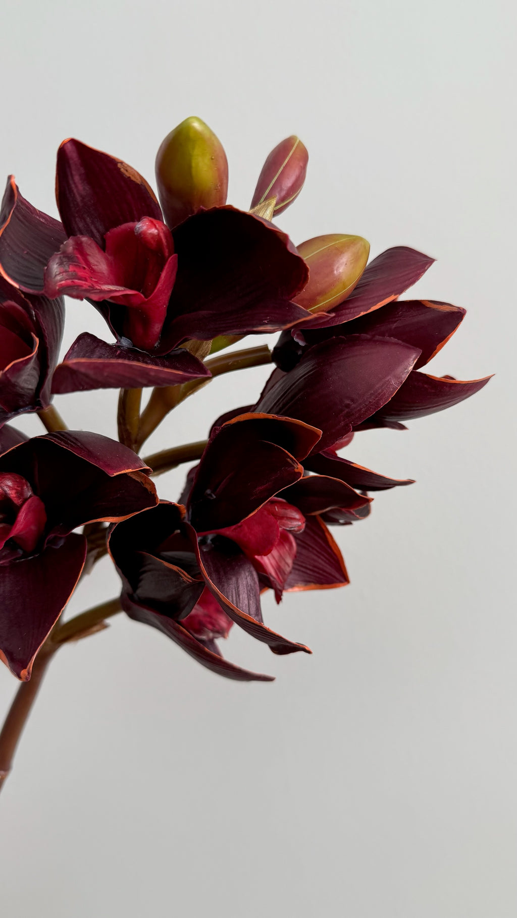 Orquidea Cymbidium Premium Vino - 48 cm