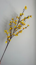 Forsythia - 110 cm