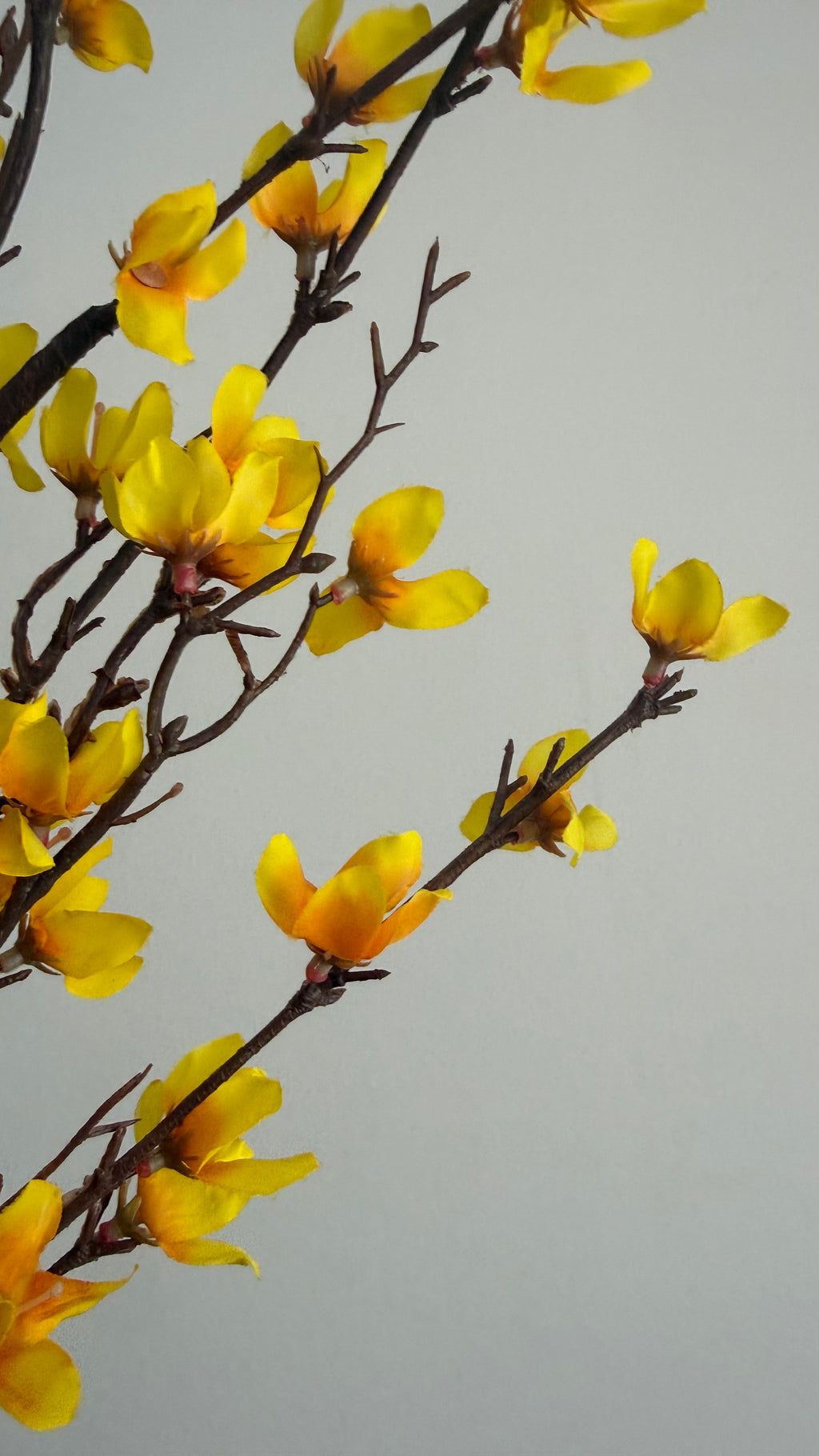 Forsythia - 110 cm