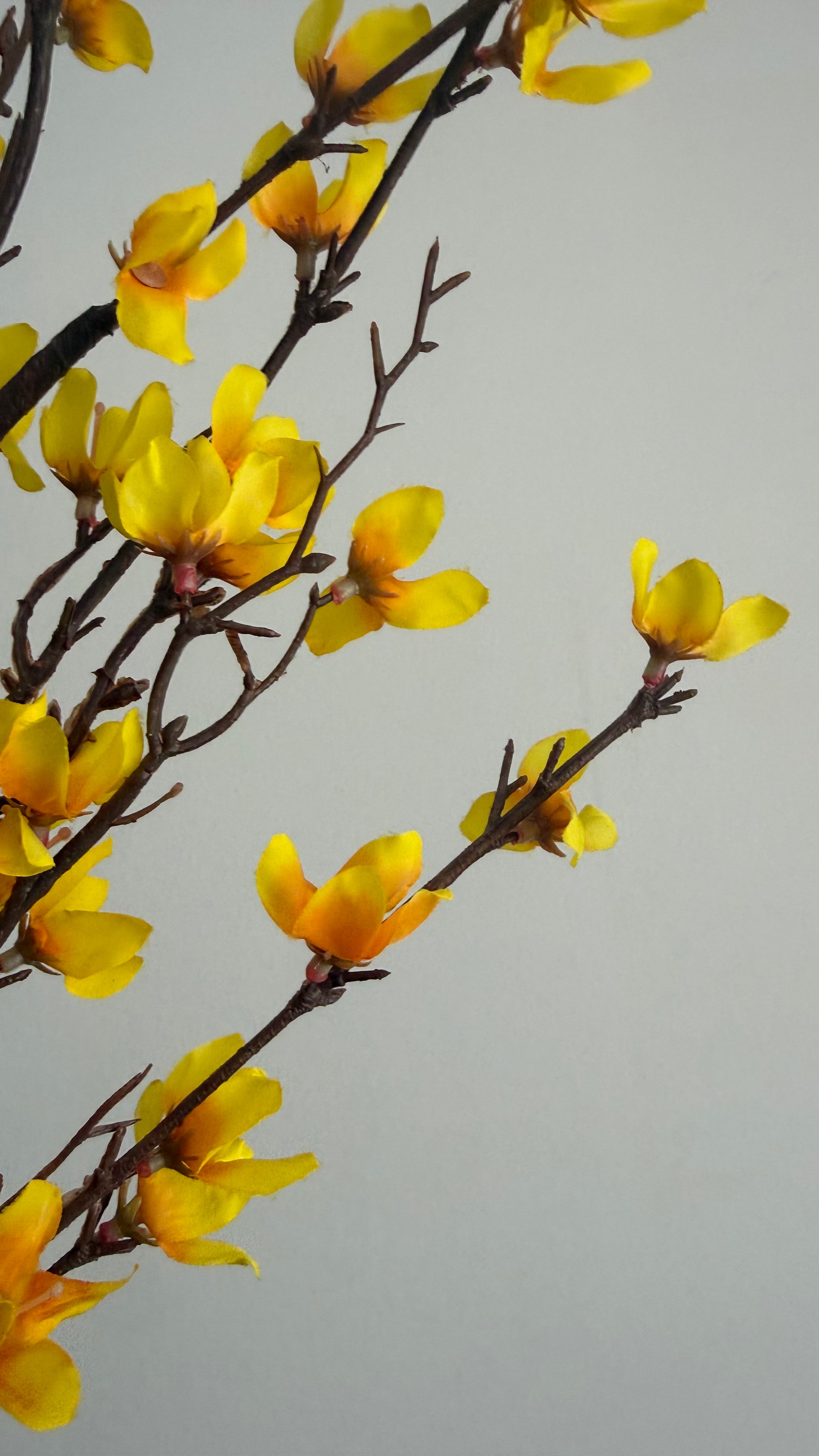 Forsythia - 110 cm