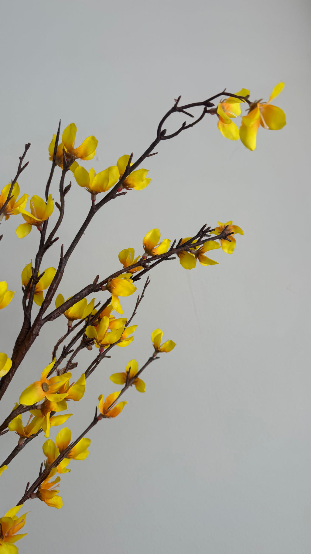 Forsythia - 110 cm