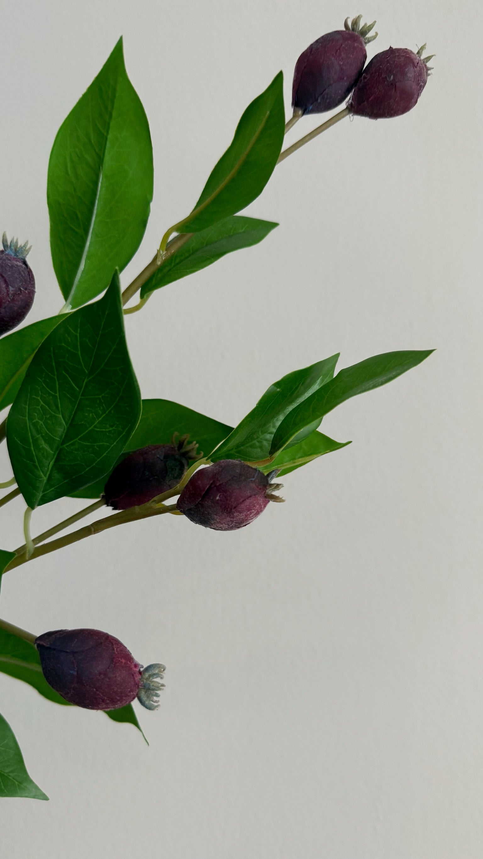 Dune Berry - 81 cm