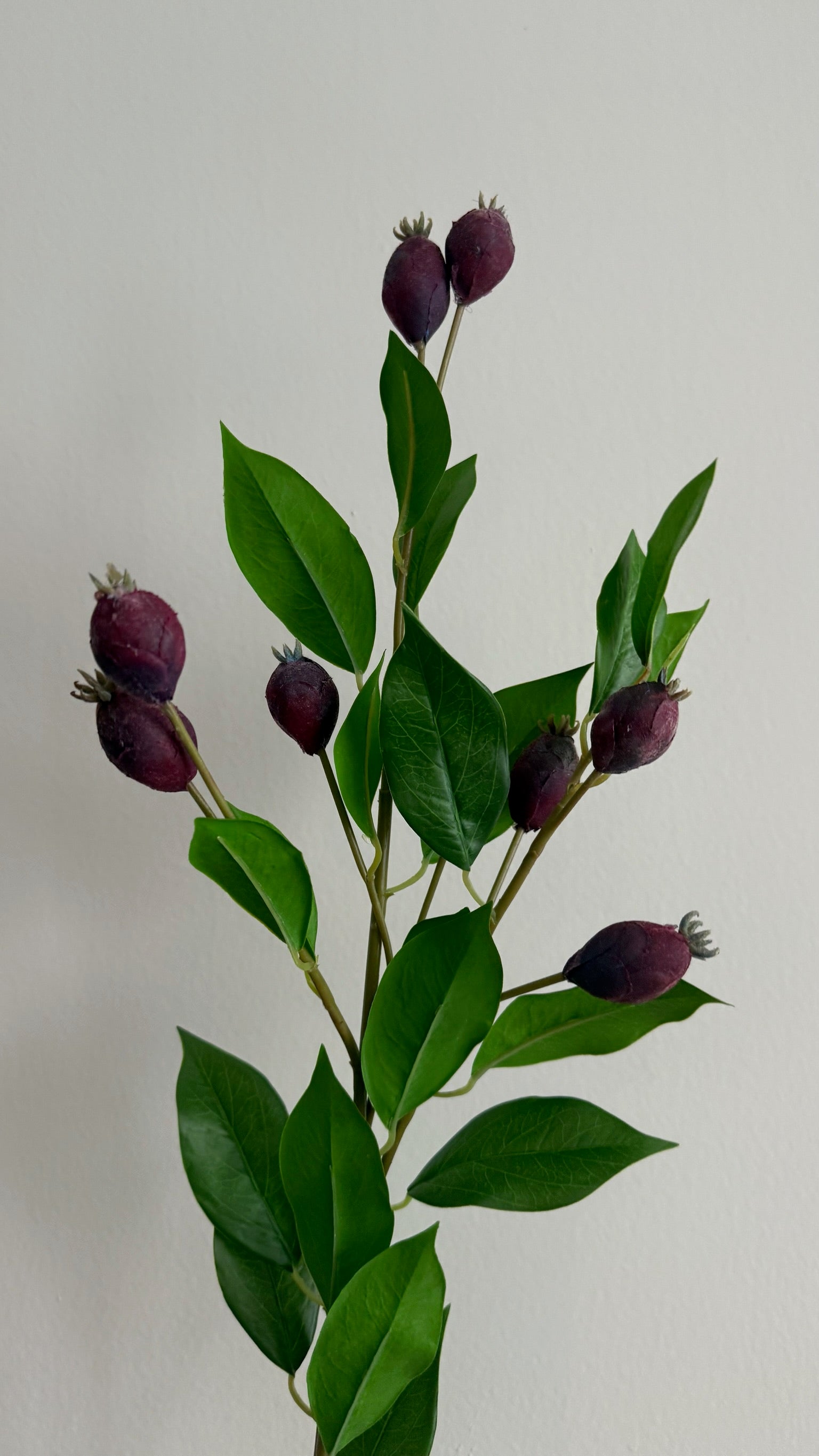 Dune Berry - 81 cm