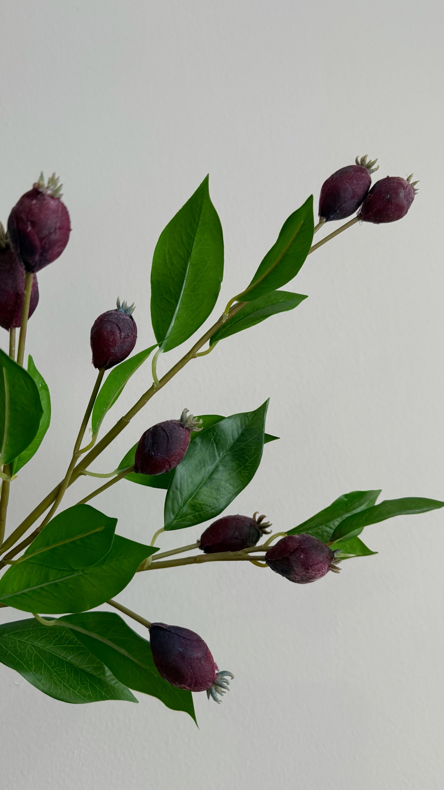 Dune Berry - 81 cm