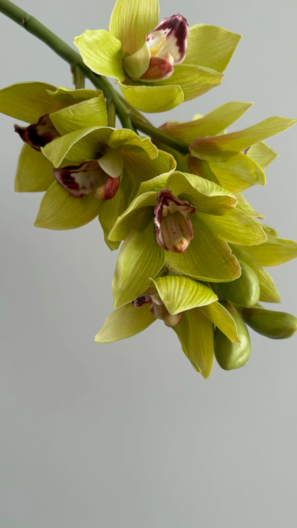 Orquidea Cymbidium Premium Verde - 48 cm