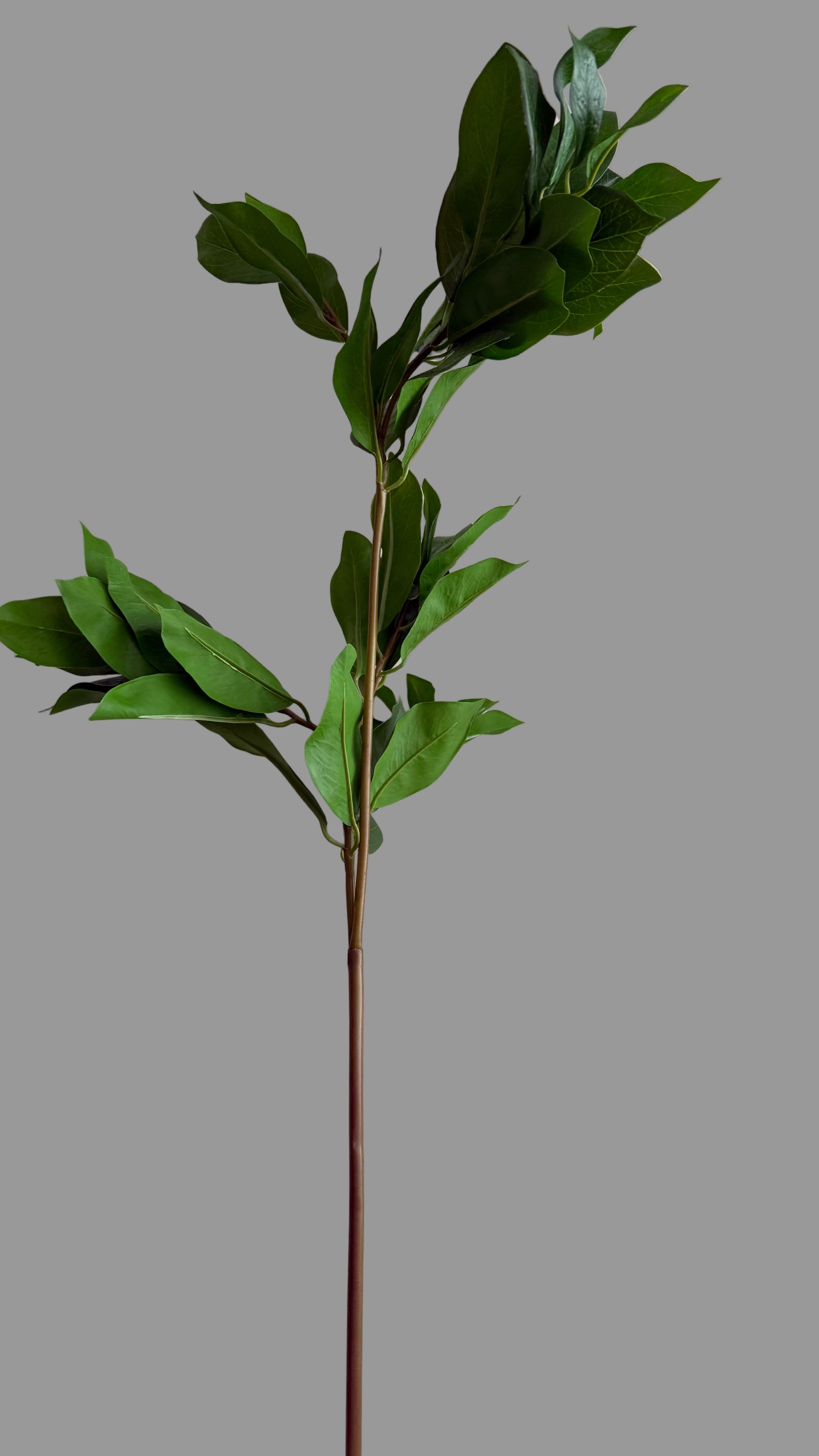 Laurel Branch - 97 cm