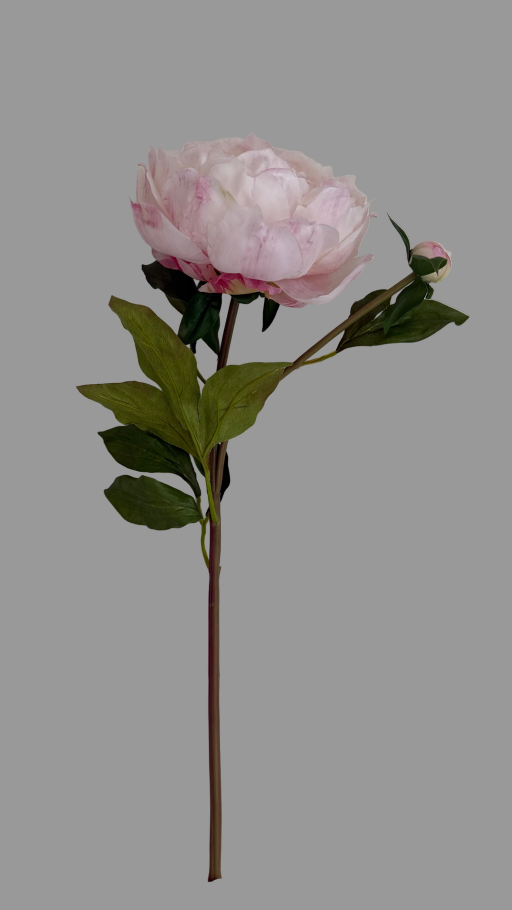 Peonia Premium Rosa claro con Botón - 48 cm