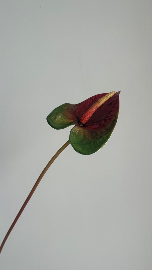 Anturio Bordeaux -56 cm