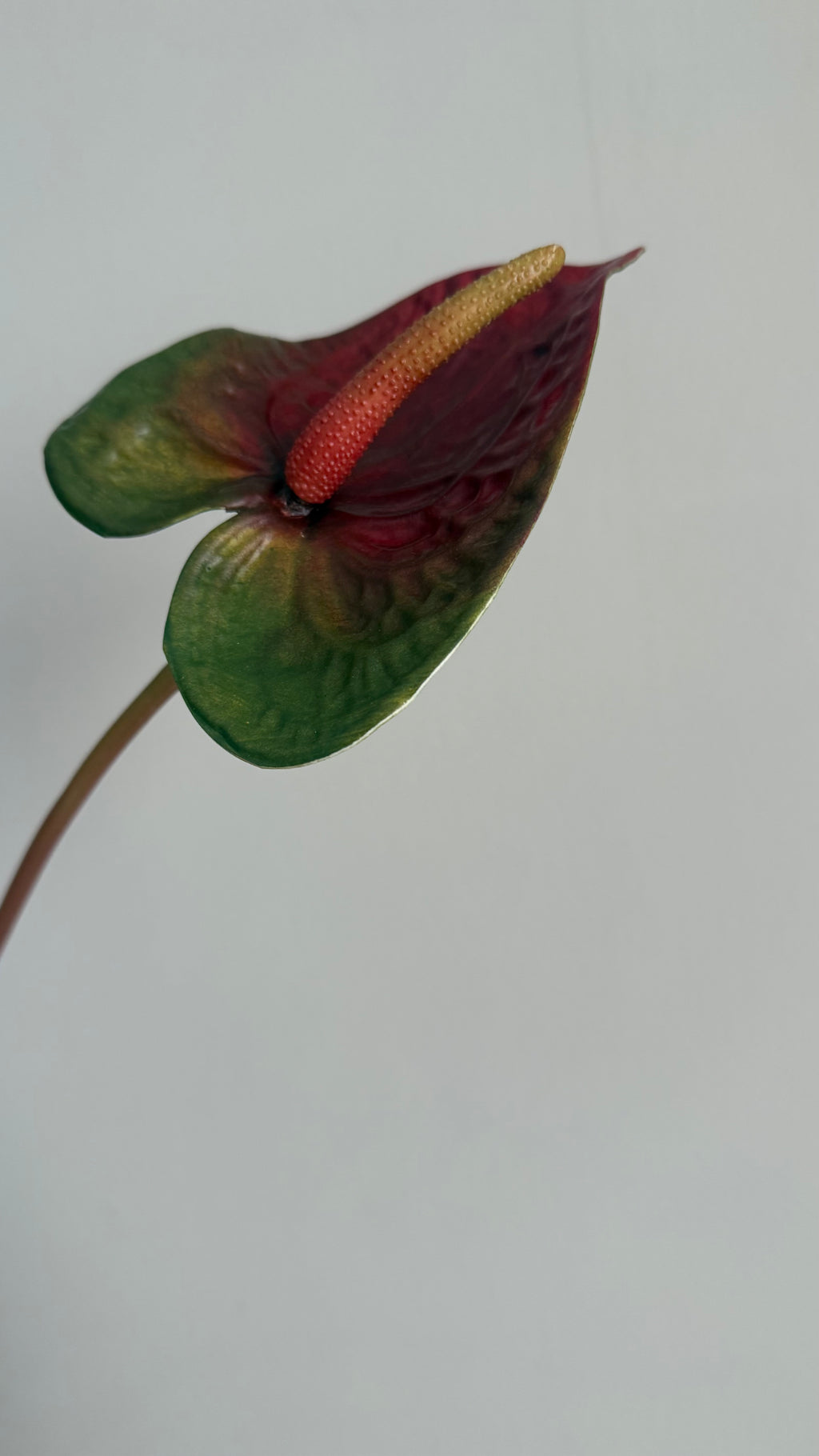 Anturio Bordeaux -56 cm