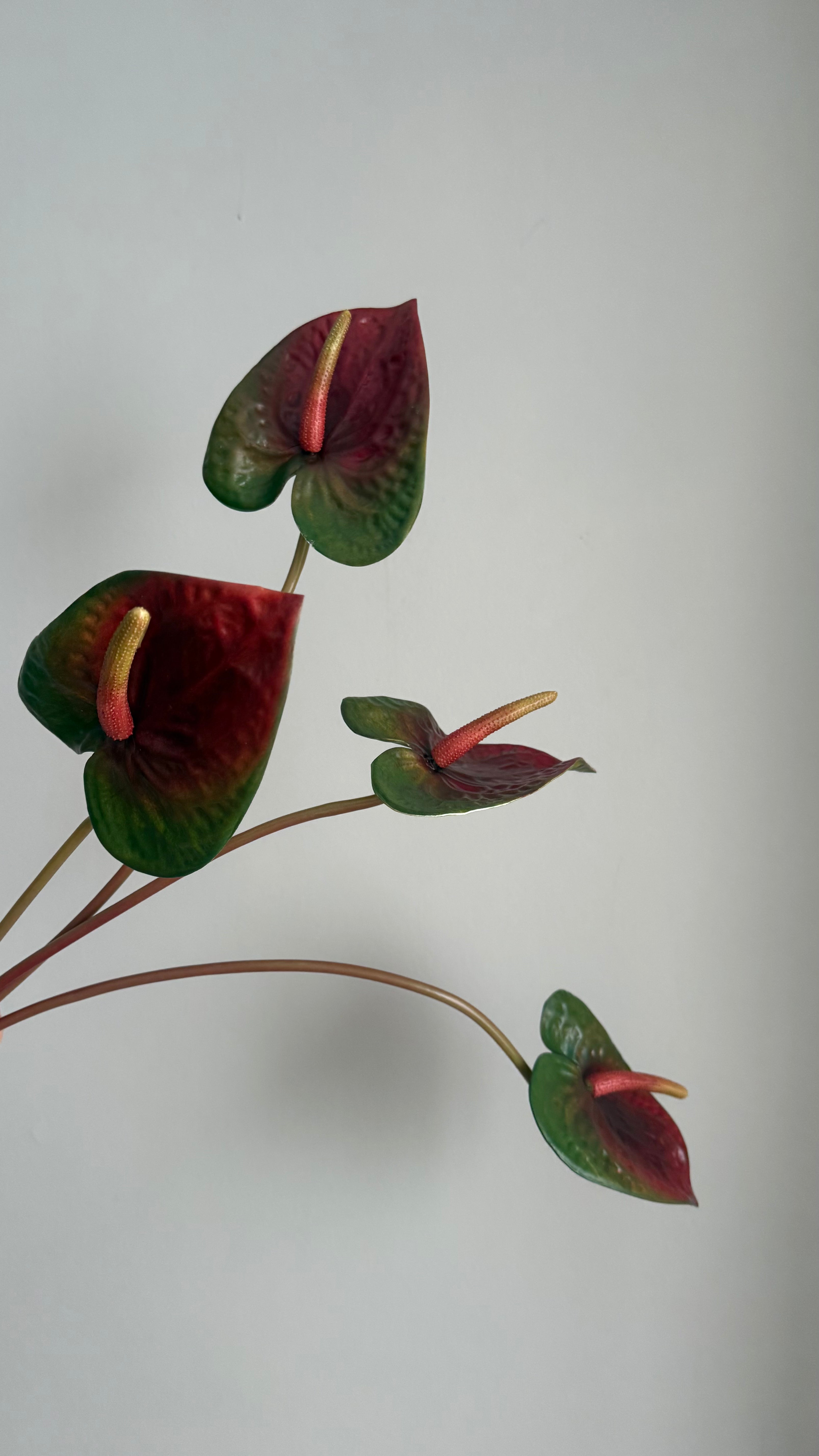 Anturio Bordeaux -56 cm
