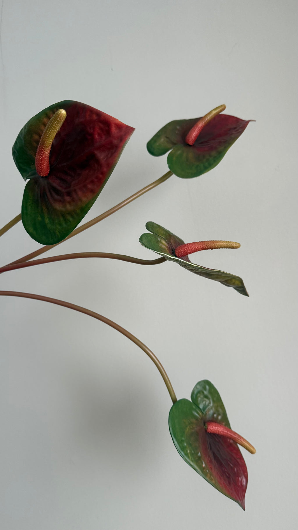 Anturio Bordeaux -56 cm