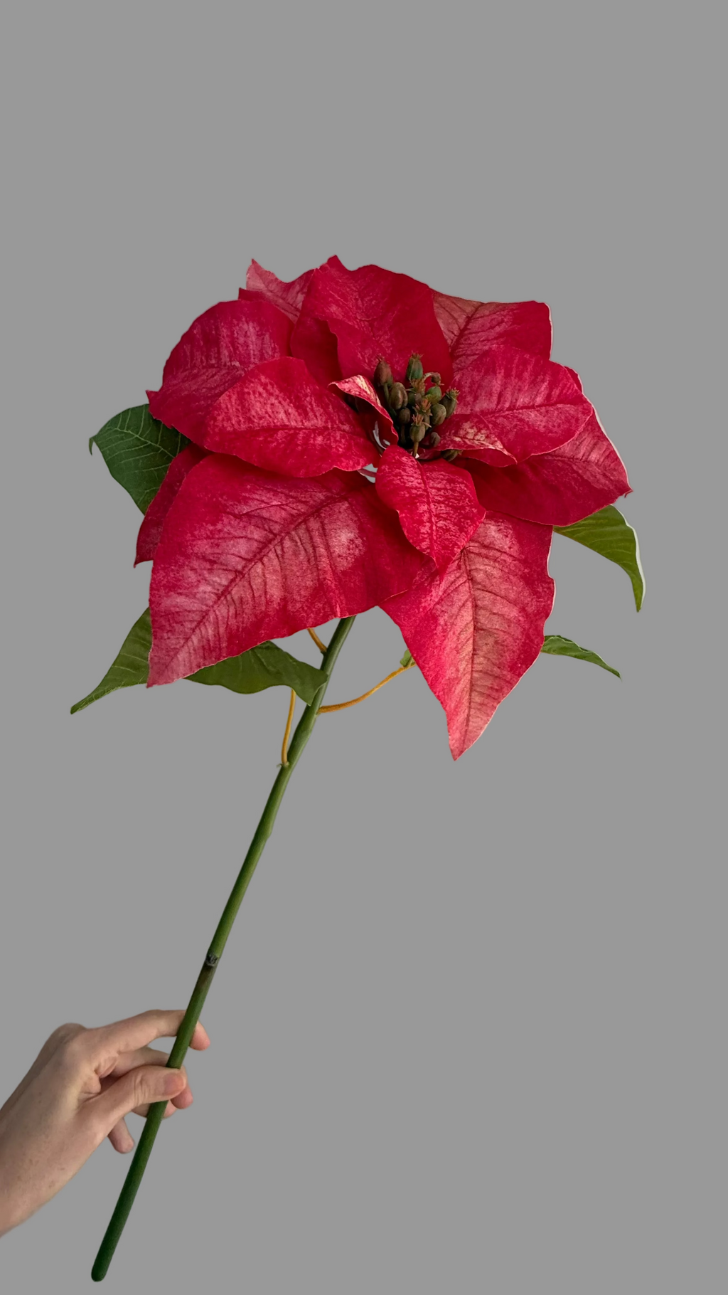 Nochebuena Premium rojo - 60cm