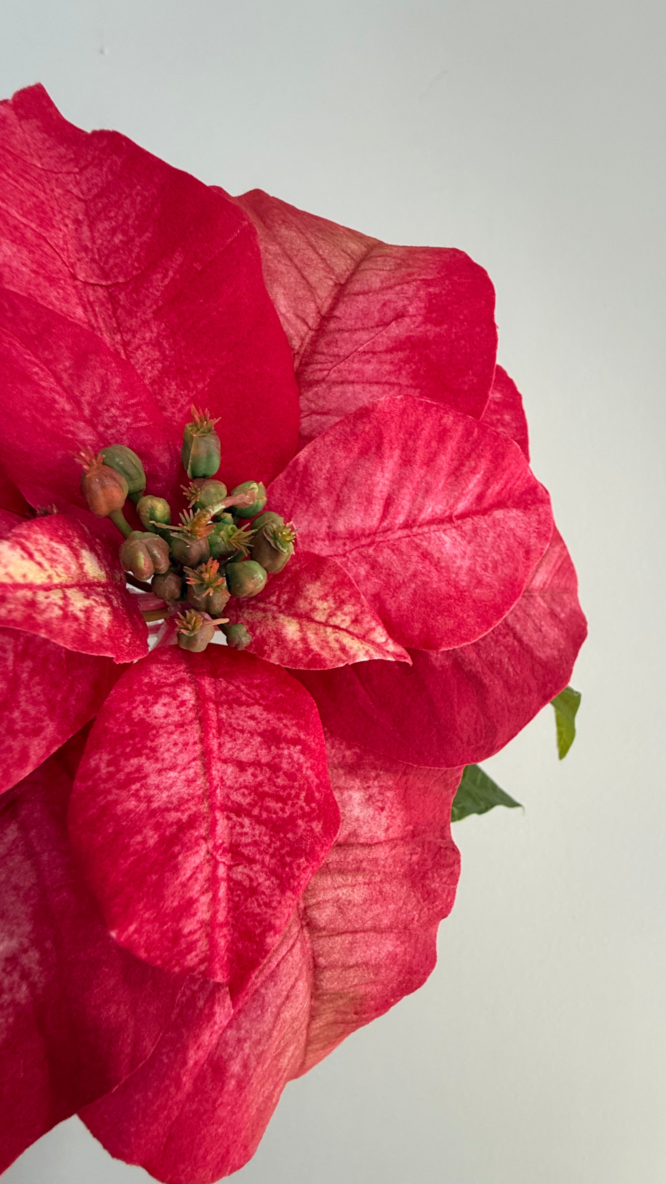 Nochebuena Premium rojo - 60cm