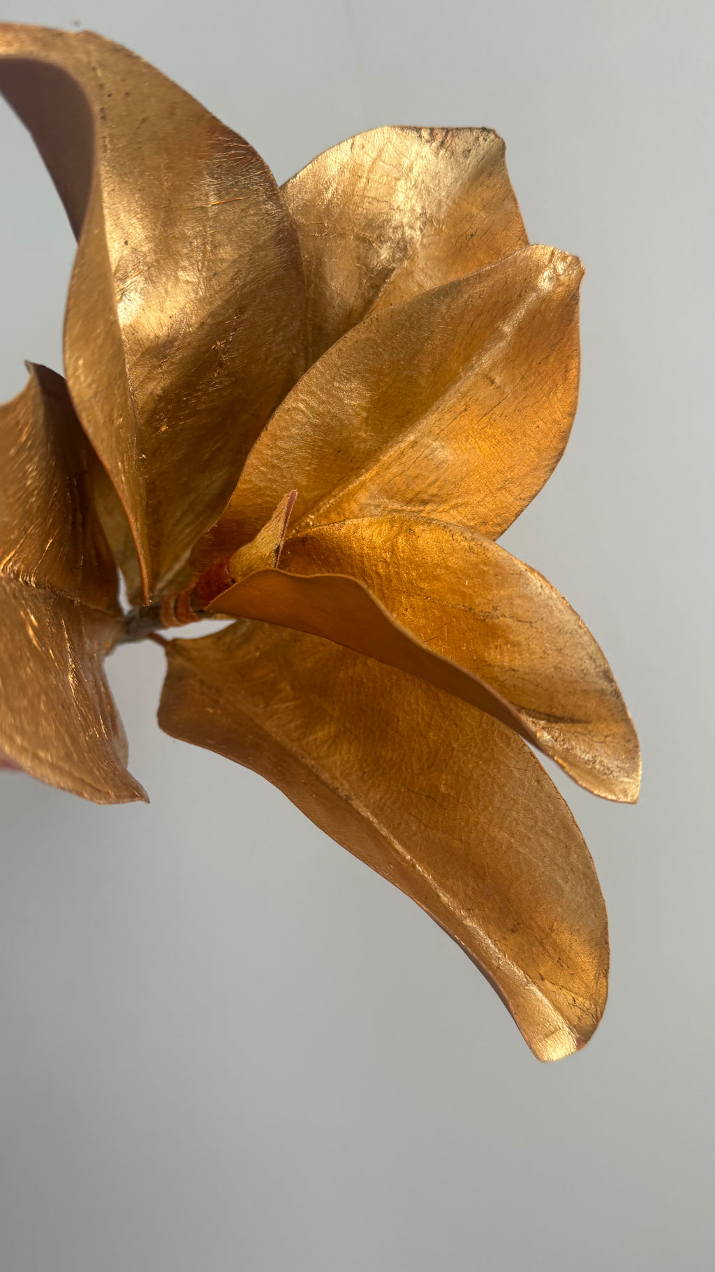 Hoja de Magnolia dorada - 35cm