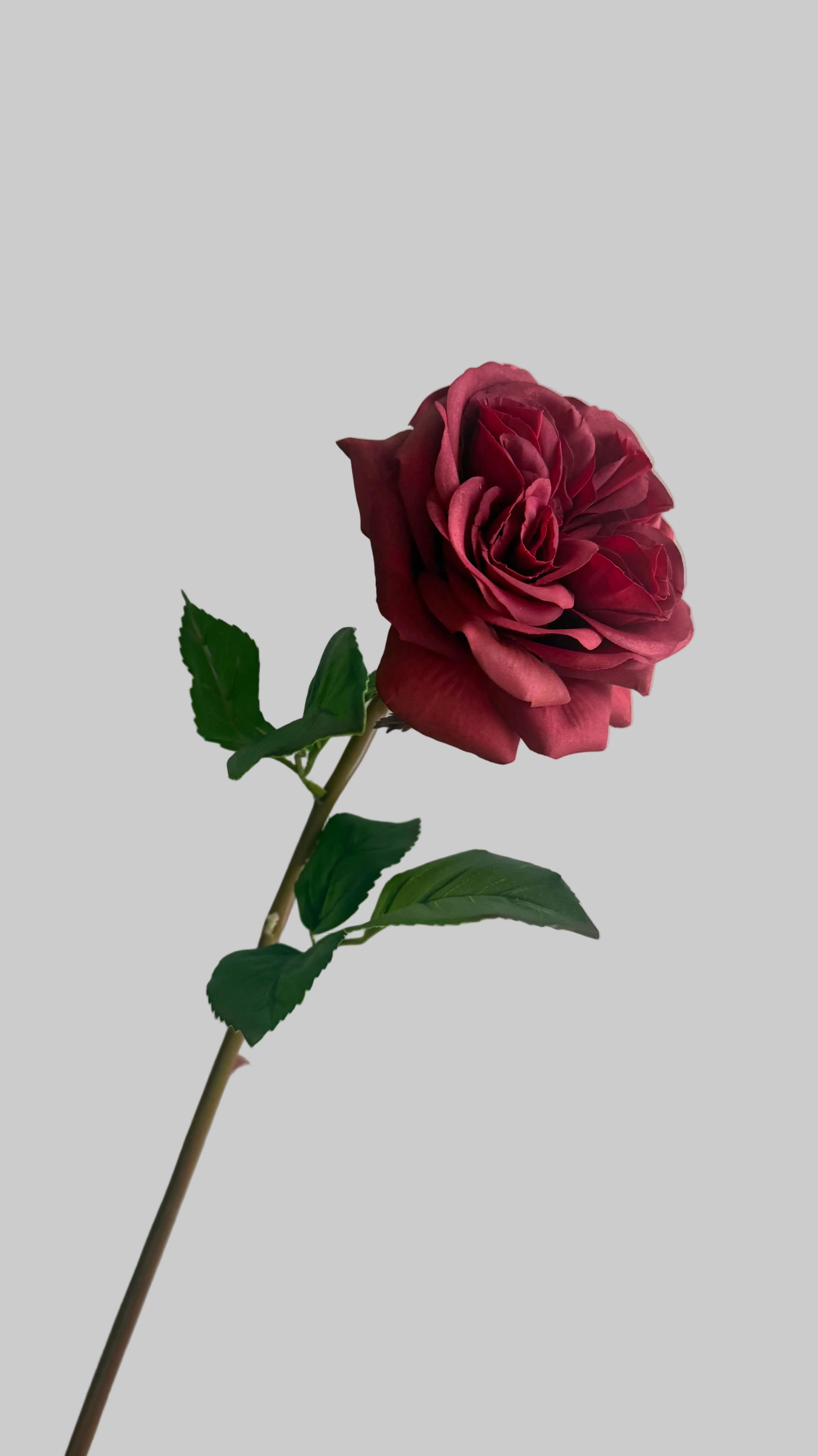 Rosa Natural Touch roja - 60cm