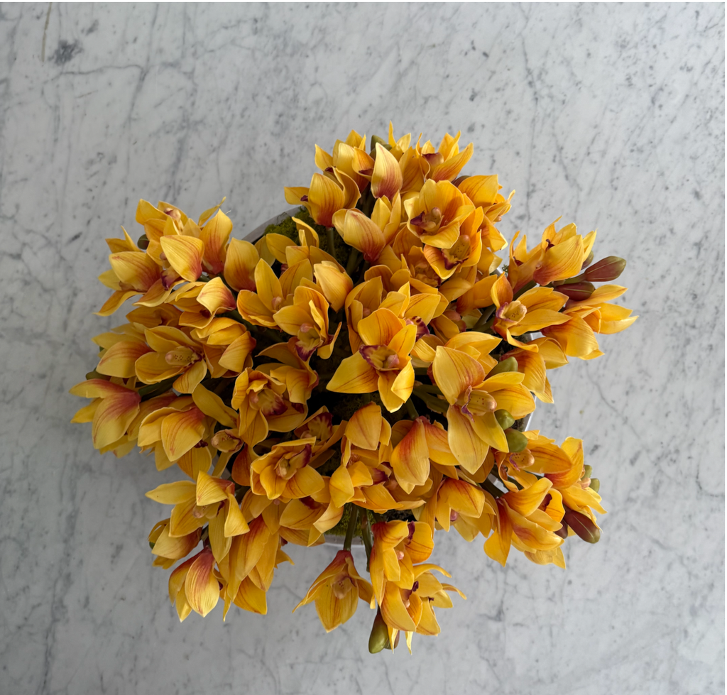 Orquidea Cymbidium Premium Amarilla - 48 cm