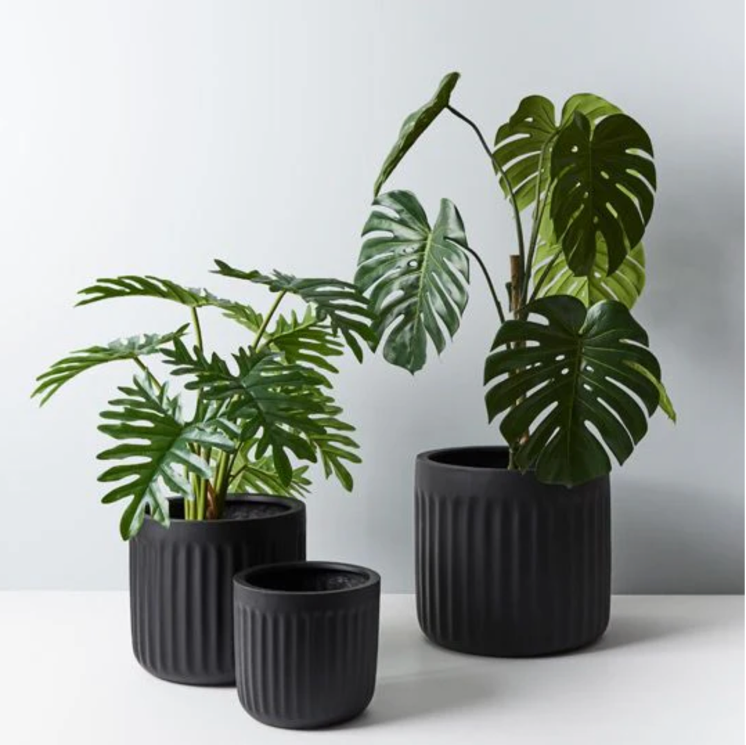 Split Philodendrum - 62 cm
