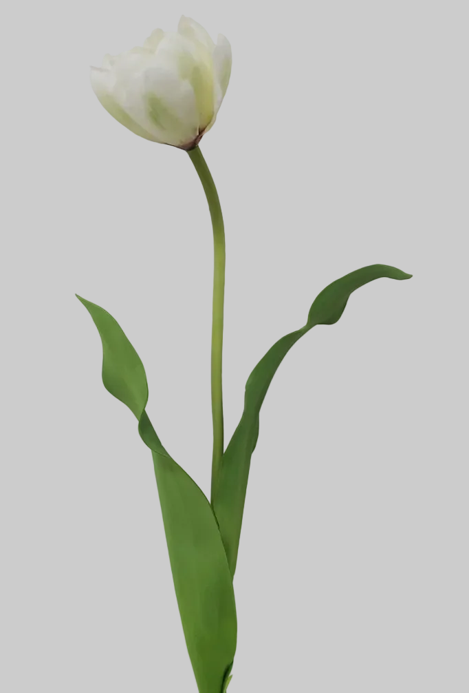 Tulipán Blanco full open -55cm