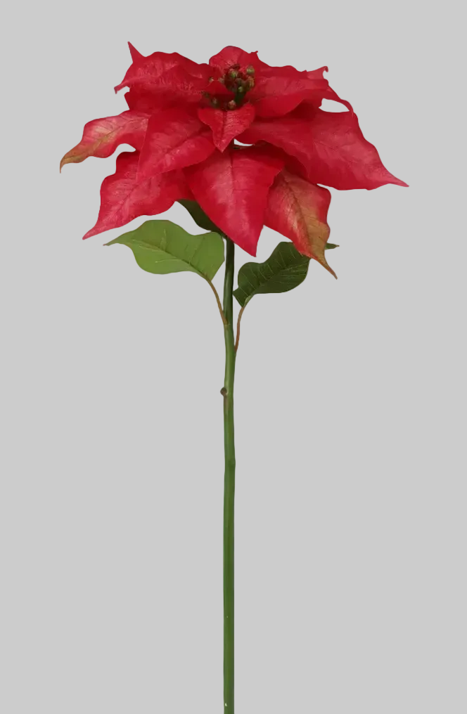 Nochebuena Premium rojo - 60cm