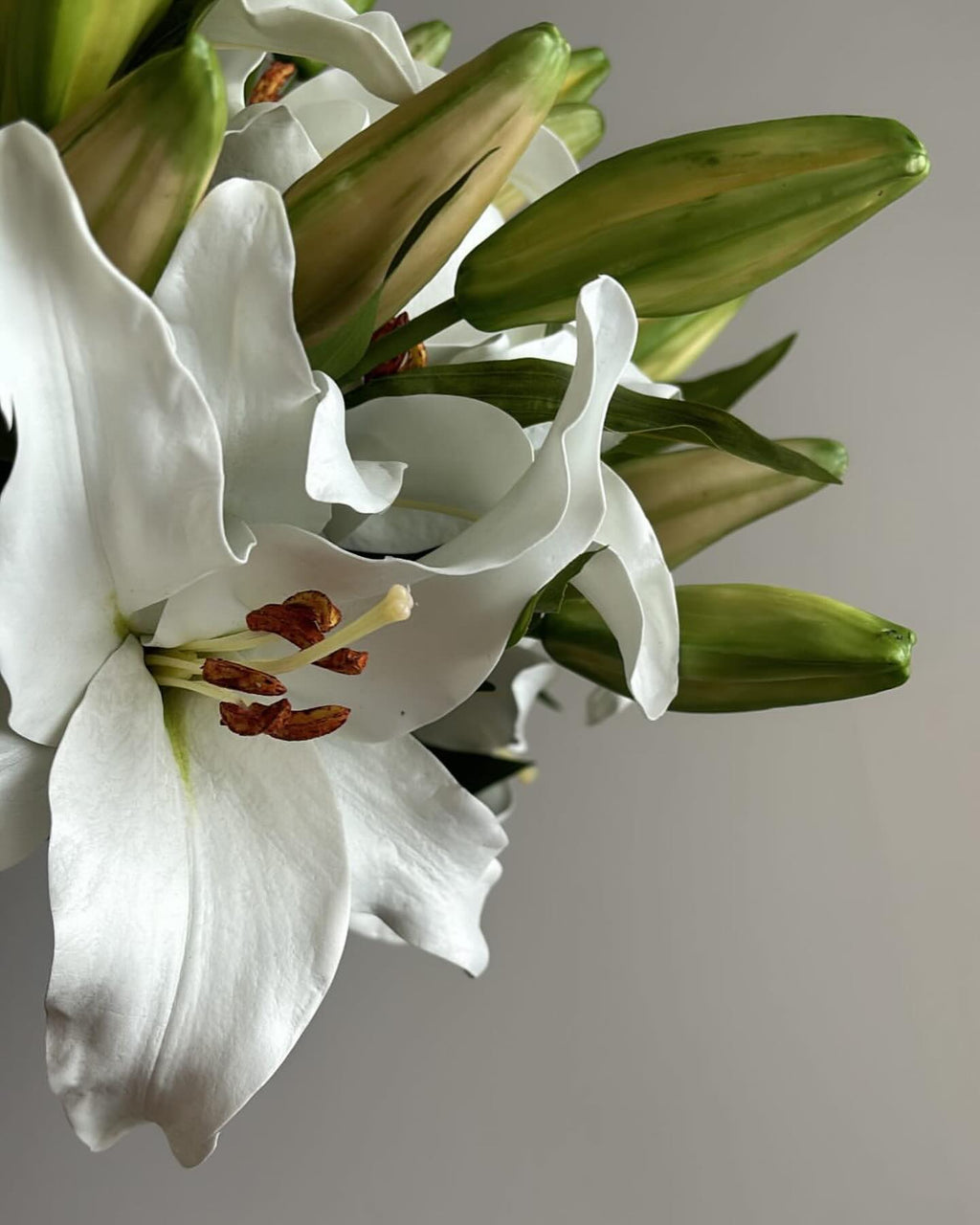 Casa Blanca Premium - 69 cm