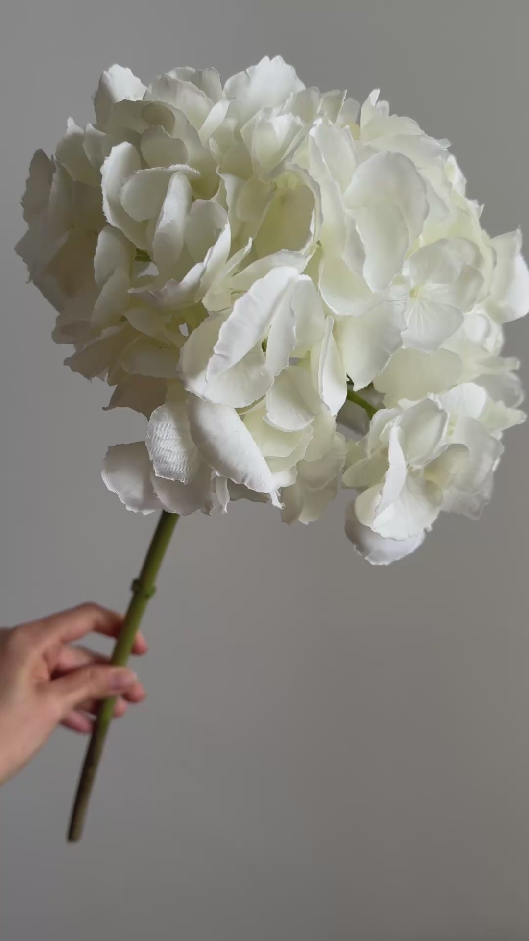 Hortensia Premium blanca - 46cm